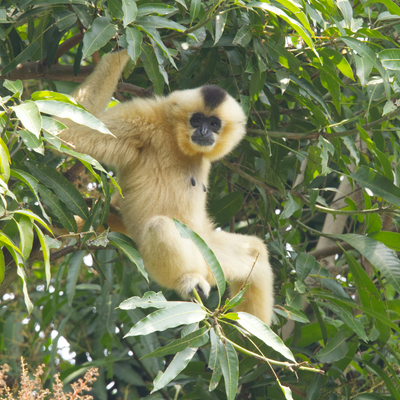 Cambodian Gibbons