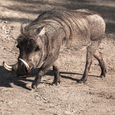Common Warthog