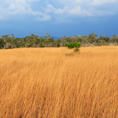 Dawn Chorus in the Grassland Sierra Leone
