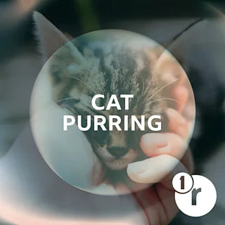 Cat Purring